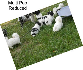 Malti Poo Reduced