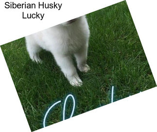 Siberian Husky Lucky