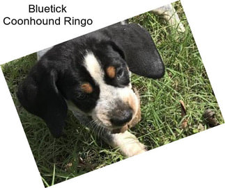 Bluetick Coonhound Ringo