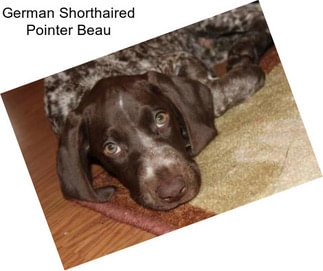 German Shorthaired Pointer Beau