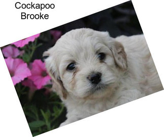 Cockapoo Brooke