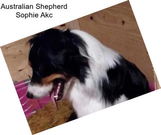 Australian Shepherd Sophie Akc