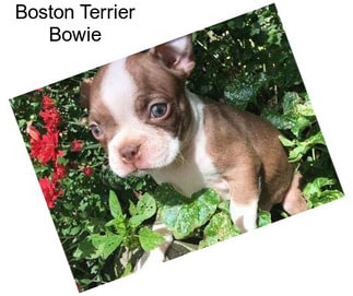 Boston Terrier Bowie
