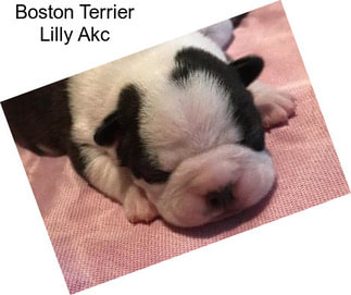 Boston Terrier Lilly Akc