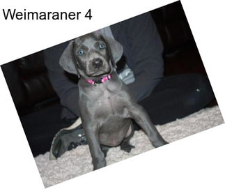 Weimaraner 4