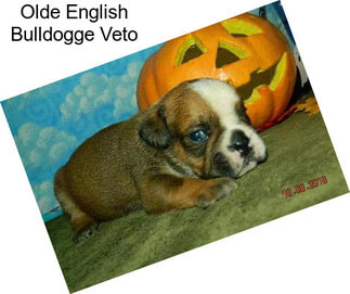 Olde English Bulldogge Veto