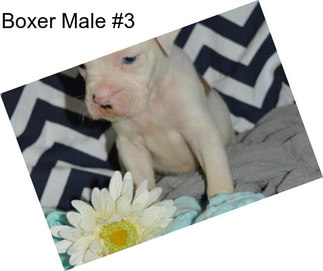 Boxer Male #3