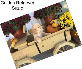 Golden Retriever Suzie