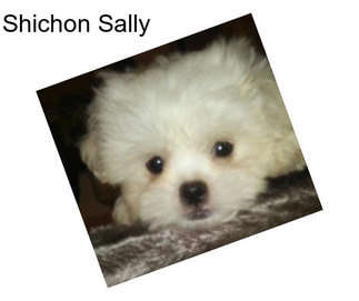 Shichon Sally