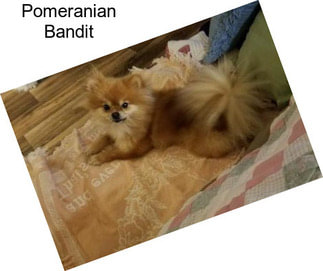 Pomeranian Bandit