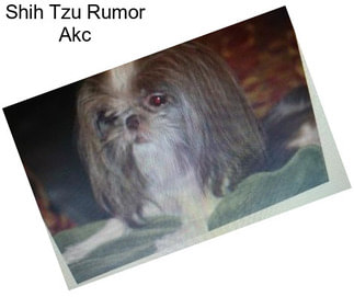 Shih Tzu Rumor Akc