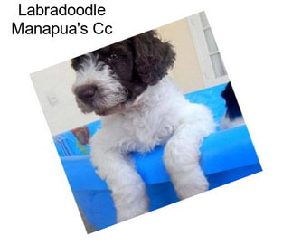 Labradoodle Manapua\'s Cc