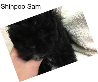 Shihpoo Sam