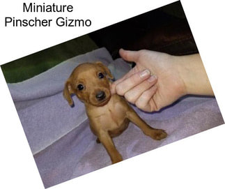 Miniature Pinscher Gizmo