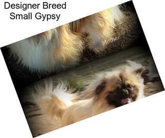 Designer Breed Small Gypsy
