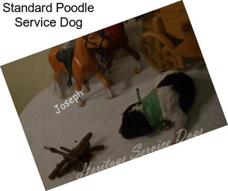 Standard Poodle Service Dog