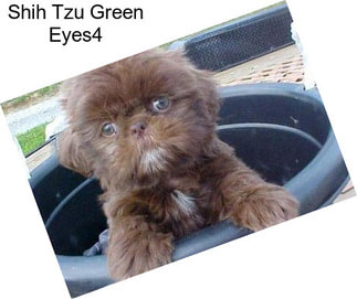 Shih Tzu Green Eyes4