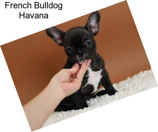 French Bulldog Havana