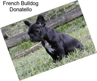 French Bulldog Donatello