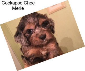 Cockapoo Choc Merle