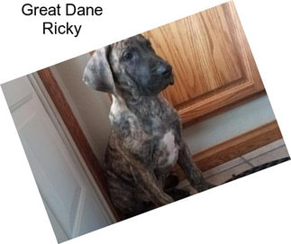 Great Dane Ricky