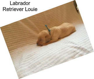 Labrador Retriever Louie