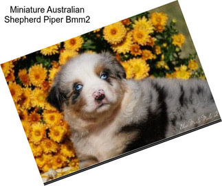 Miniature Australian Shepherd Piper Bmm2