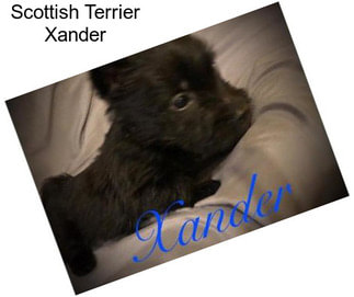 Scottish Terrier Xander