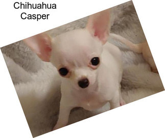 Chihuahua Casper