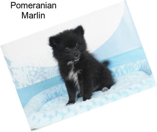 Pomeranian Marlin