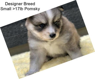 Designer Breed Small >17lb Pomsky