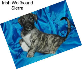 Irish Wolfhound Sierra