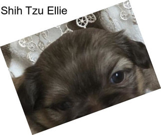 Shih Tzu Ellie