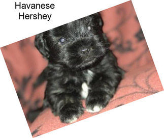Havanese Hershey