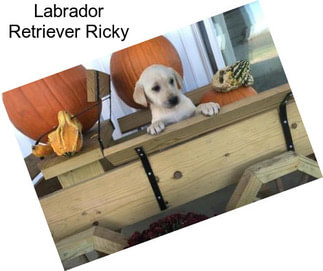 Labrador Retriever Ricky