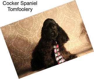 Cocker Spaniel Tomfoolery