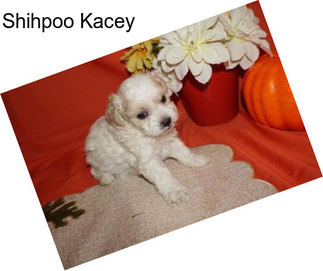 Shihpoo Kacey