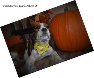 English Springer Spaniel Autumn D!!