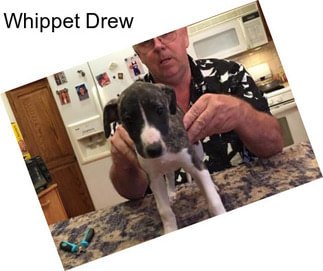 Whippet Drew