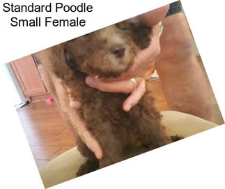Standard Poodle Small Female