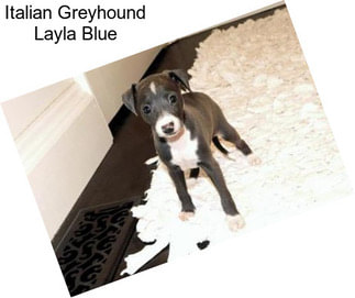 Italian Greyhound Layla Blue