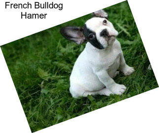 French Bulldog Hamer
