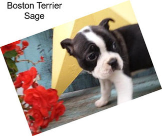 Boston Terrier Sage