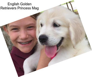 English Golden Retrievers Princess Mag