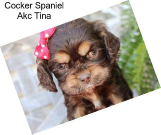 Cocker Spaniel Akc Tina