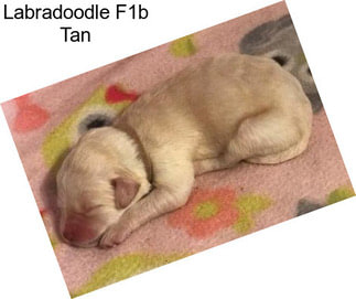 Labradoodle F1b Tan