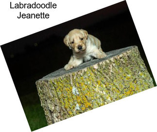 Labradoodle Jeanette