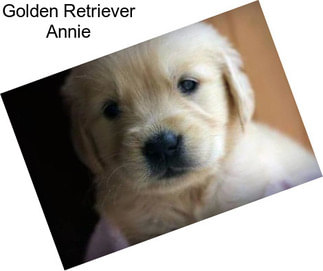 Golden Retriever Annie