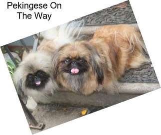 Pekingese On The Way