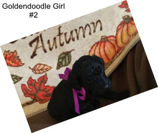 Goldendoodle Girl #2